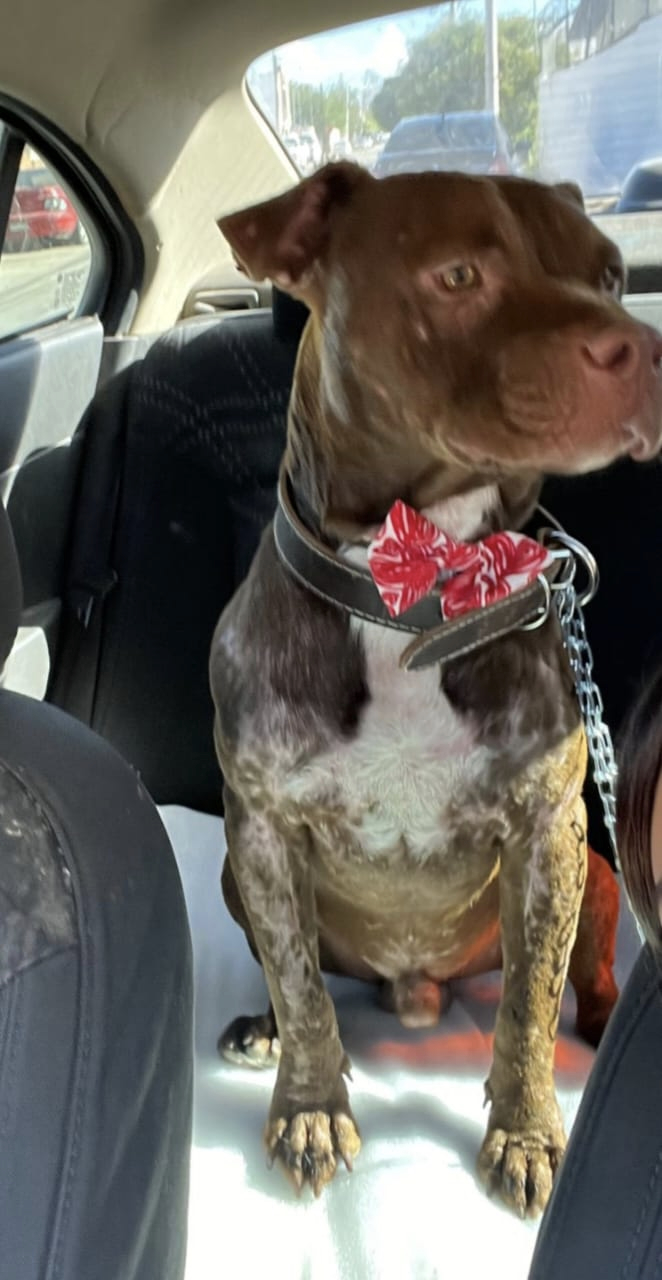 perro